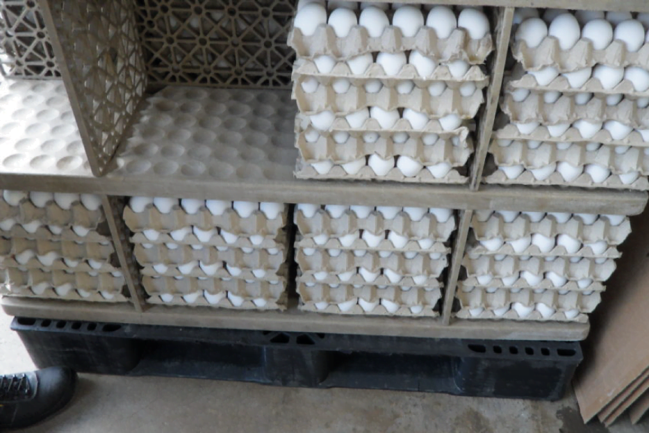 tarima proteccion huevos