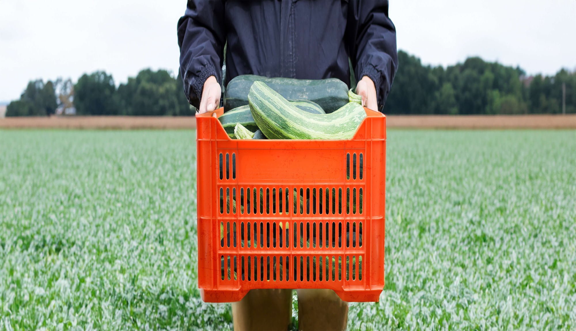 cajas de plastico agricolas en el campo